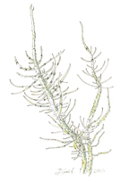 Lichen: Usnea 